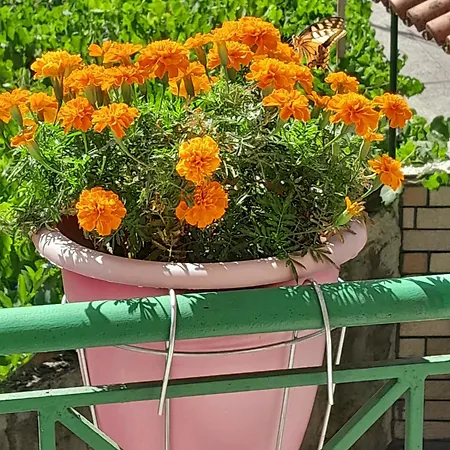 George 1 * Gjirokastër